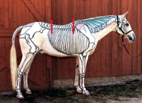 Edelweiss Saddlery - Zadel passen paard skelet spieropbouw Edelweiss Saddlery